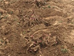 土壤水分儀在使用過(guò)程中有哪些優(yōu)勢(shì)？