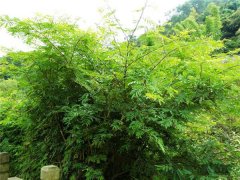 土壤養(yǎng)分測試儀原理是什么？土壤養(yǎng)分測試儀價格得多少錢？