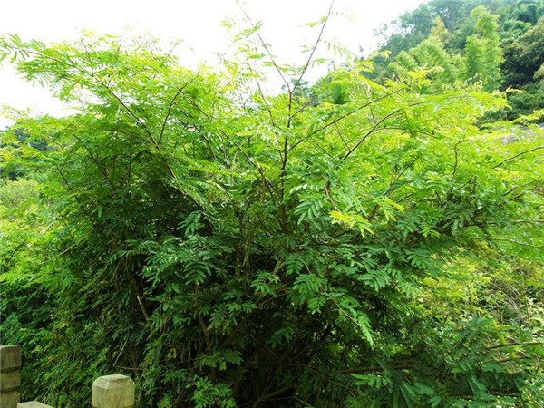 土壤養(yǎng)分測(cè)試儀原理是什么？