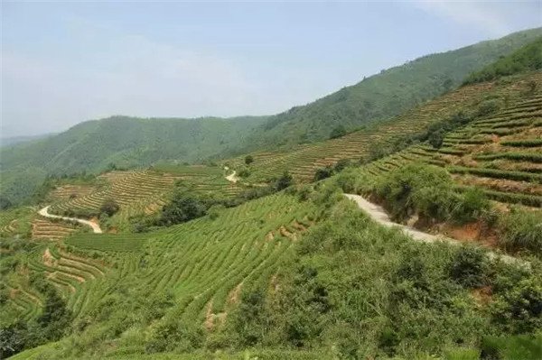 土壤養(yǎng)分檢測器?；緲?biāo)準(zhǔn)和操作方法